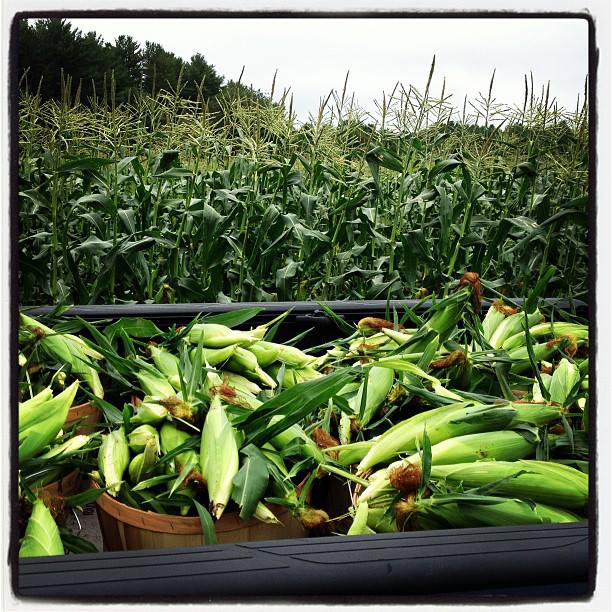 McKenzie's Farm - Meat freezer is stocked with beef and pork for the  grilling season! Meat is raised locally in Wolfeboro N.H. @topofthehillfarm