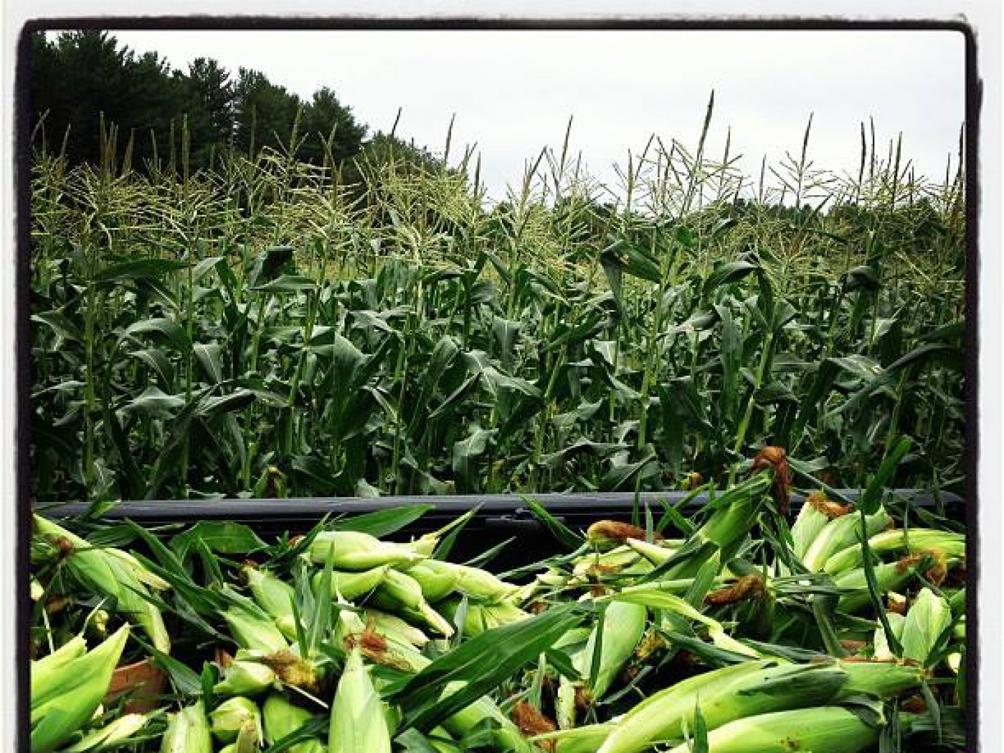 Wakefield Market McKenzie's Farm