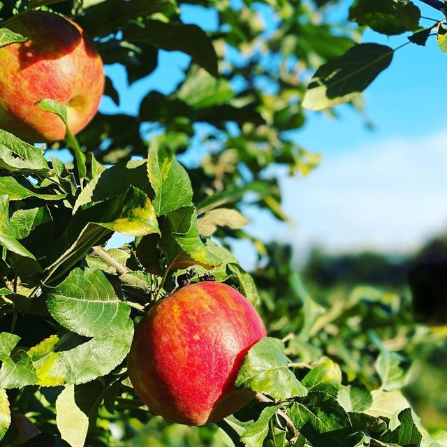 Apple (fruit only) pictures from your backyard orchards, please - #656 by  mamuang - Pictures! - Growing Fruit